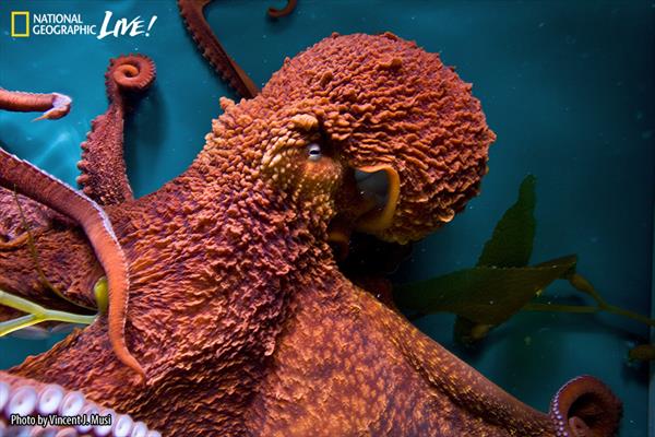1617-octopus_by_musi-900x600 1617-octopus_by_musi-900x600